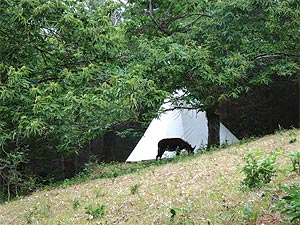 tipis en pleine nature ferme de combres